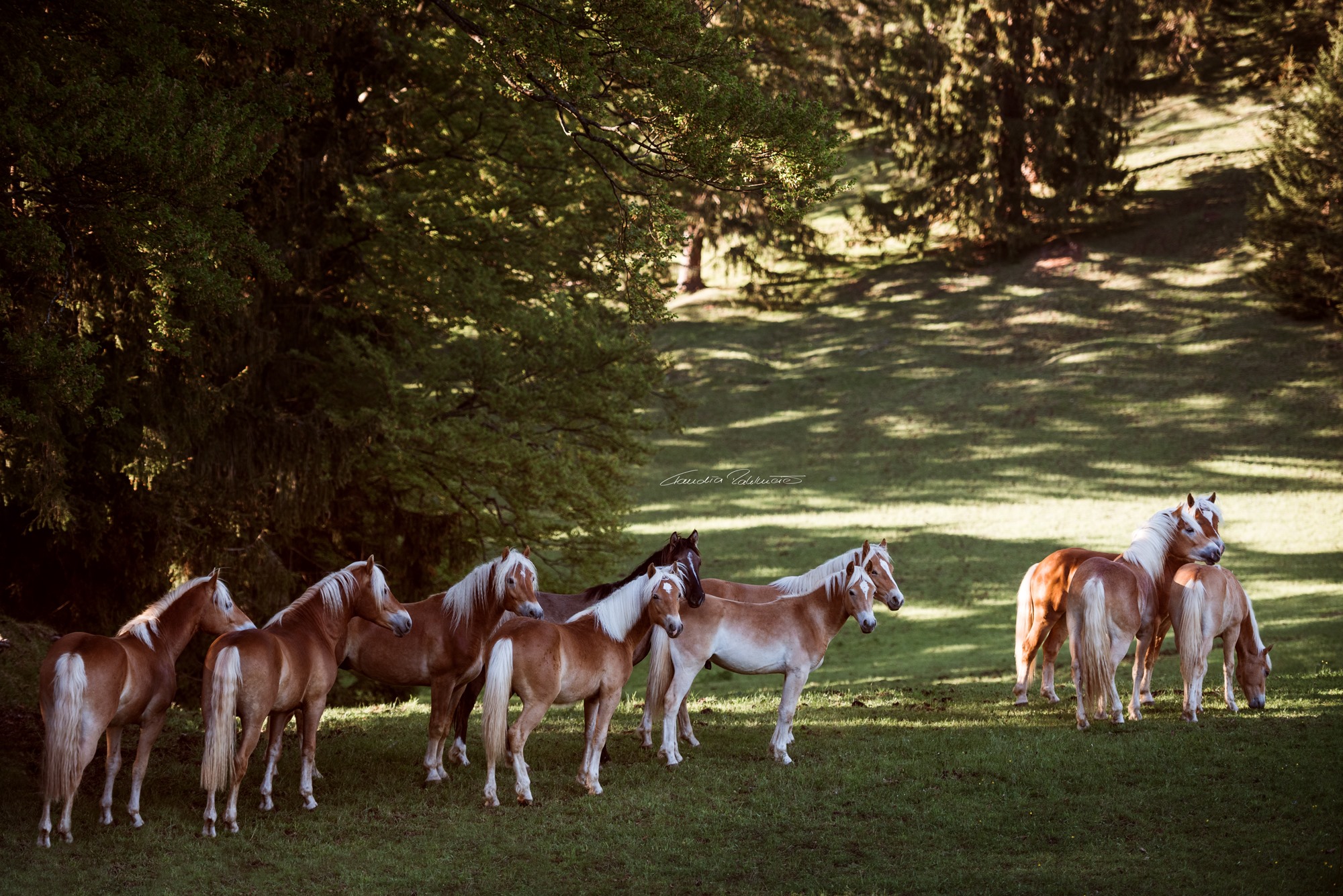 @Claudia Rahlmeier - Equine Photography - Haflingers